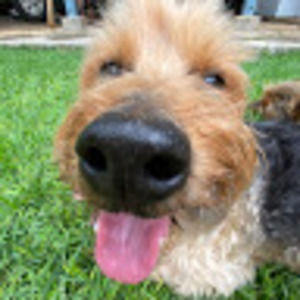 Meet your Posher, Piper